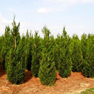 Riesen-Lebensbaum 'Atrovirens' (Thuja plicata)