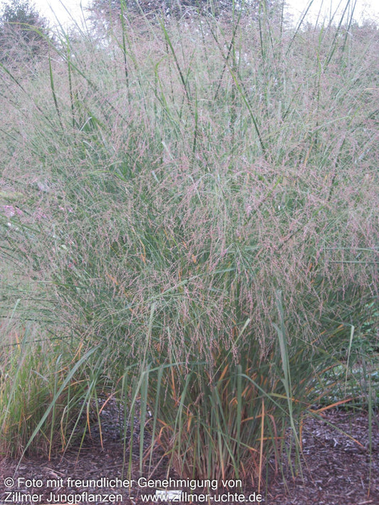 Riesen-Ruten-Hirse 'Cloud Nine' (Panicum virgatum)