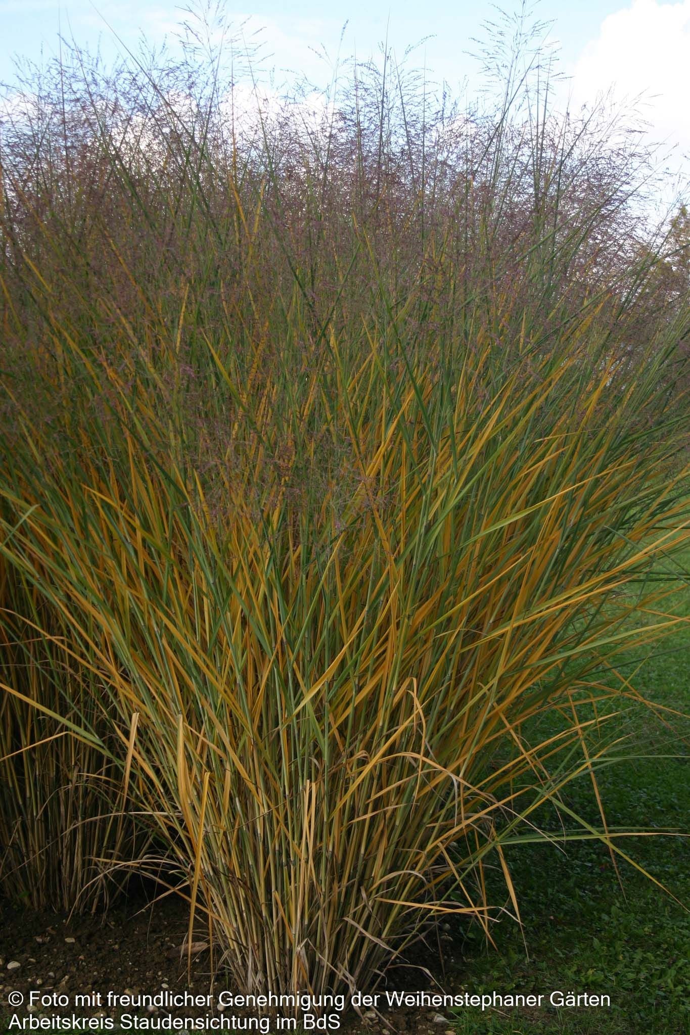 Riesen-Ruten-Hirse 'Cloud Nine' (Panicum virgatum)