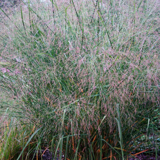 Riesen-Ruten-Hirse 'Cloud Nine' (Panicum virgatum)
