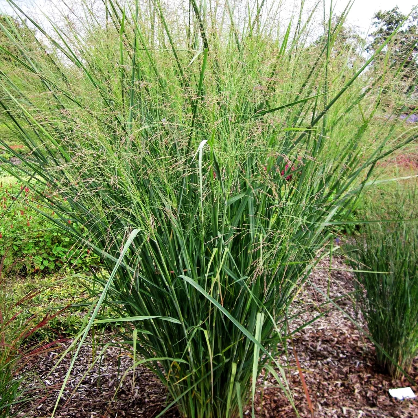 Riesen-Ruten-Hirse 'Cloud Nine' (Panicum virgatum)