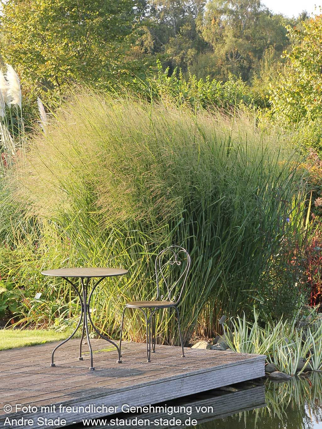 Riesen-Ruten-Hirse 'Cloud Nine' (Panicum virgatum)