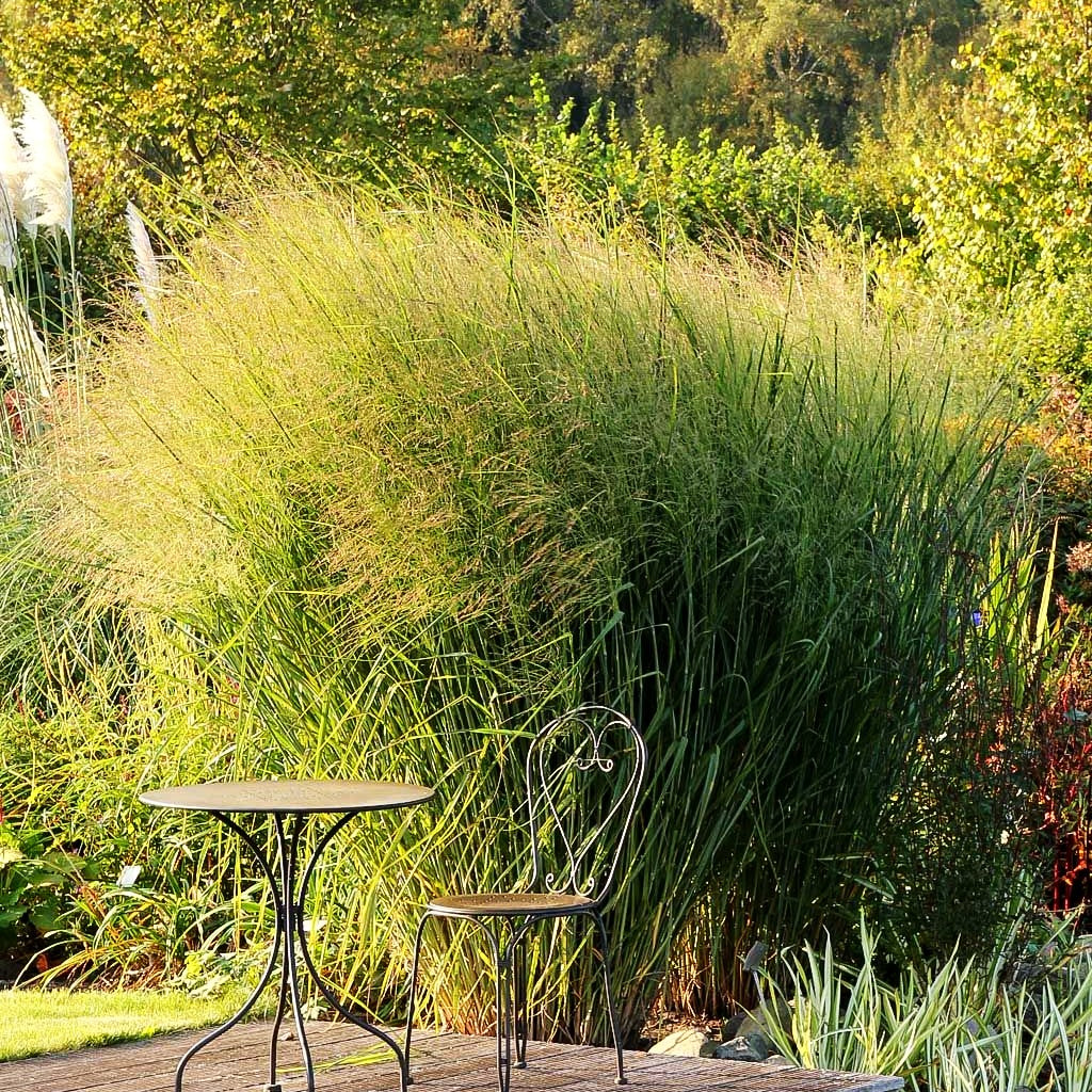 Riesen-Ruten-Hirse 'Cloud Nine' (Panicum virgatum)