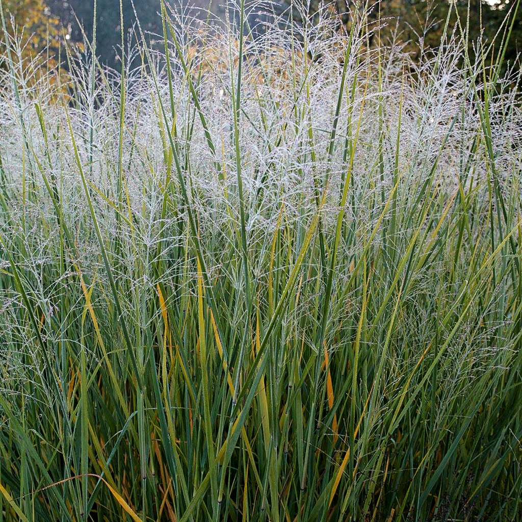 Riesen-Ruten-Hirse 'Cloud Nine' (Panicum virgatum)