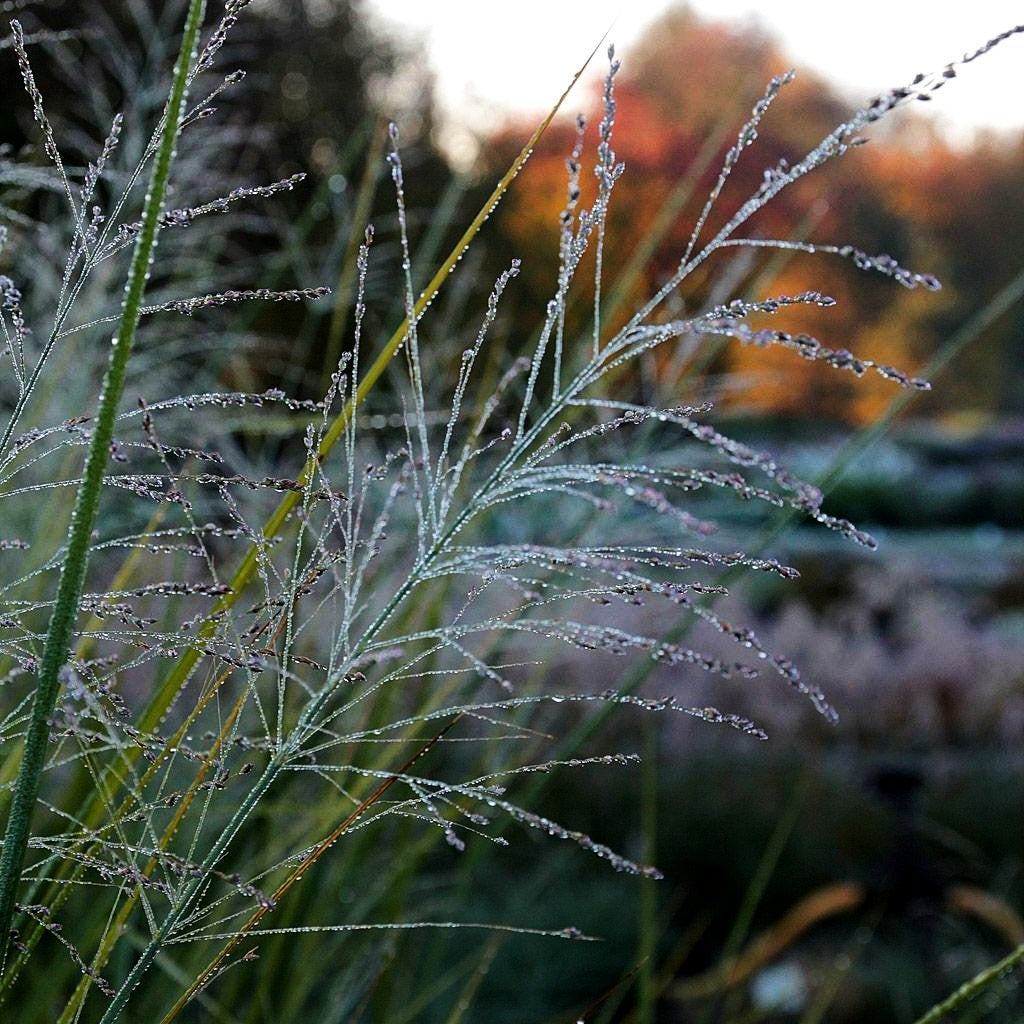 Riesen-Ruten-Hirse 'Cloud Nine' (Panicum virgatum)