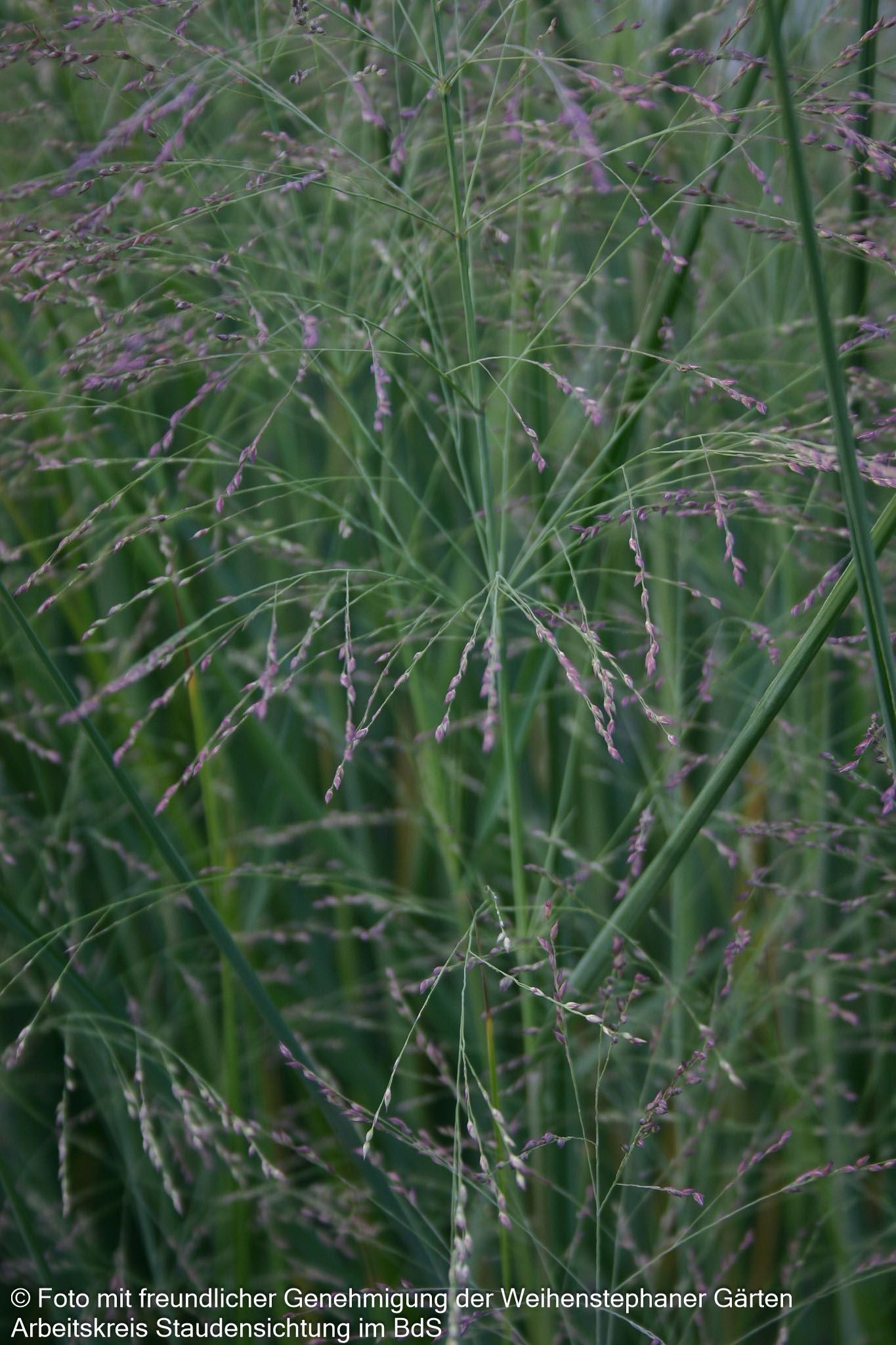 Riesen-Ruten-Hirse 'Cloud Nine' (Panicum virgatum)