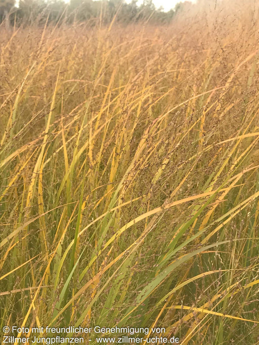 Riesen Ruten-Hirse 'Northwind' (Panicum virgatum)