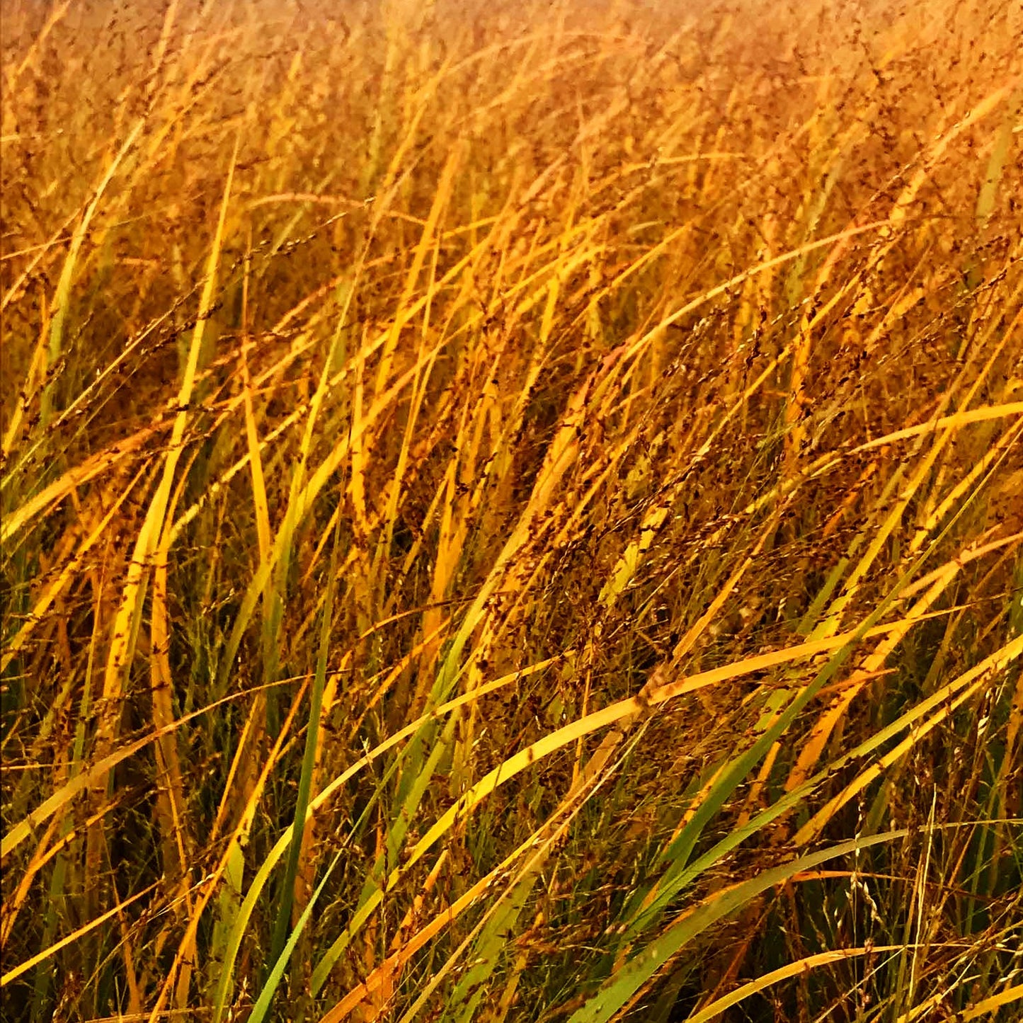 Riesen Ruten-Hirse 'Northwind' (Panicum virgatum)