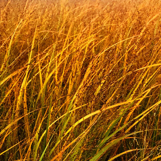 Riesen Ruten-Hirse 'Northwind' (Panicum virgatum)