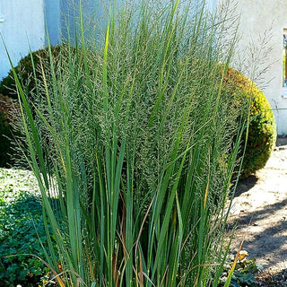 Riesen Ruten-Hirse 'Northwind' (Panicum virgatum)
