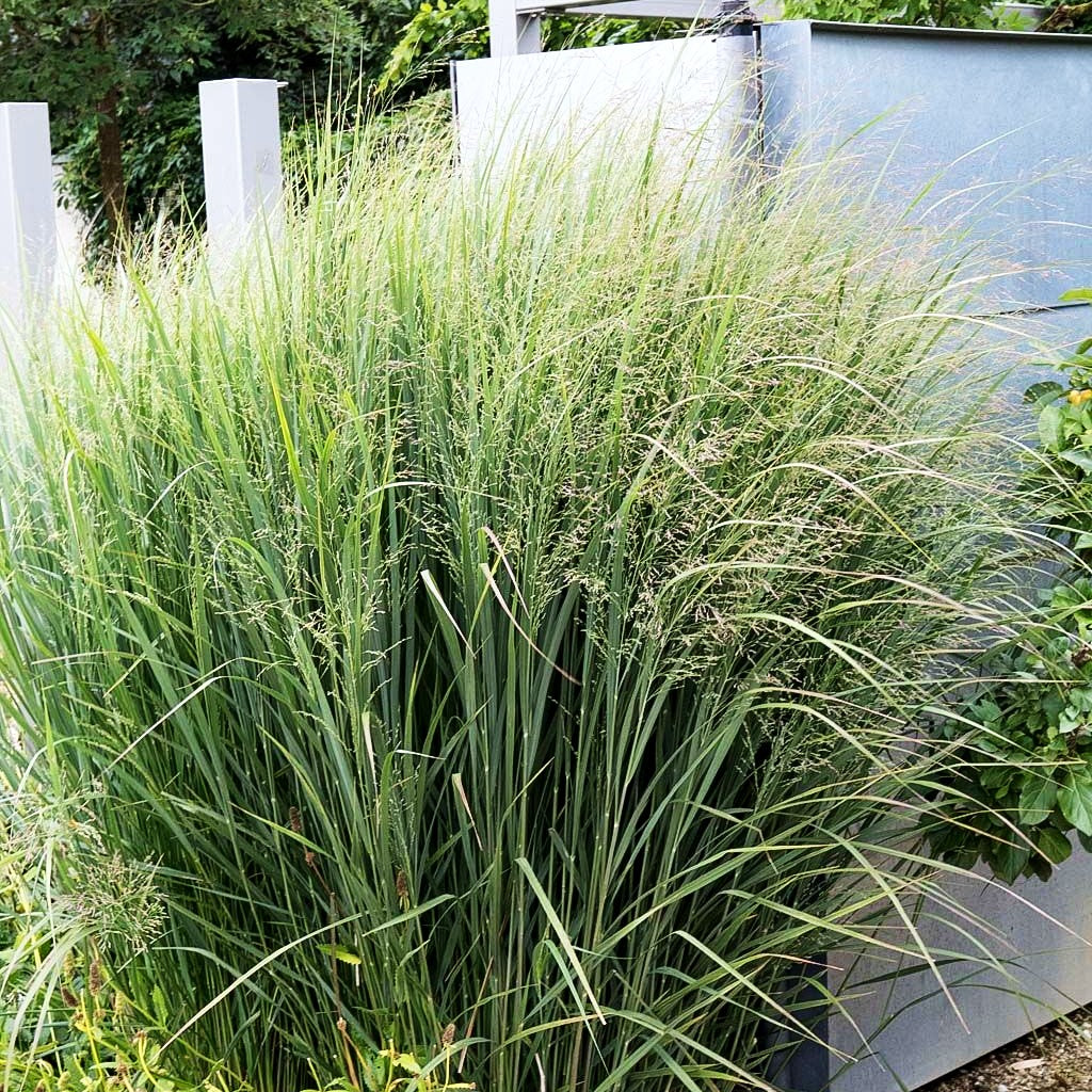 Riesen Ruten-Hirse 'Northwind' (Panicum virgatum)