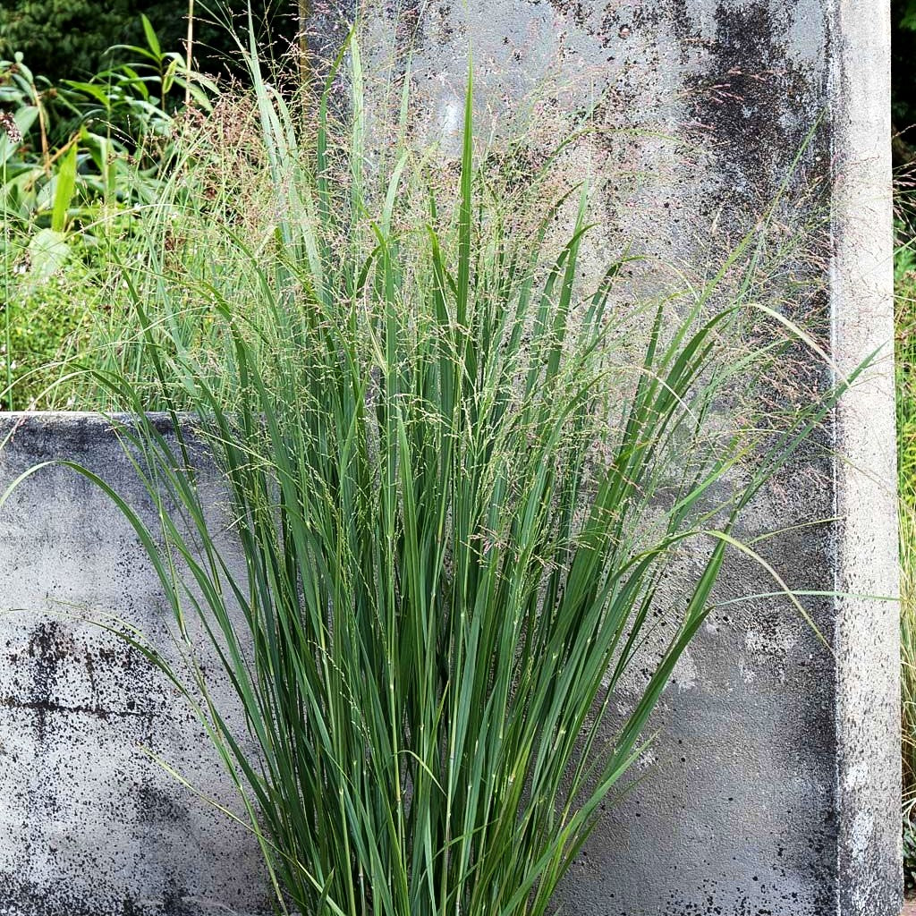 Riesen Ruten-Hirse 'Northwind' (Panicum virgatum)