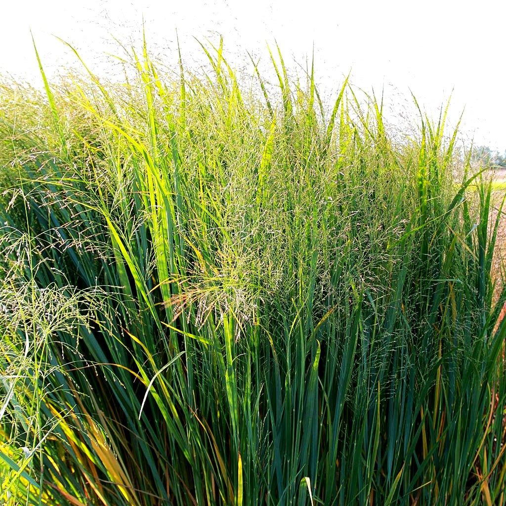 Riesen Ruten-Hirse 'Northwind' (Panicum virgatum)