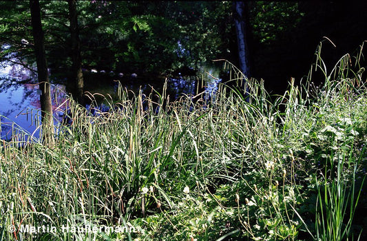 Riesen-Segge (Carex pendula)