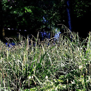Riesen-Segge (Carex pendula)