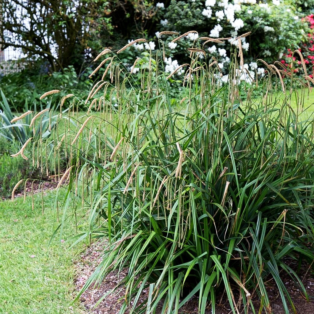 Riesen-Segge (Carex pendula)