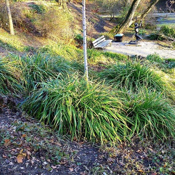 Riesen-Segge (Carex pendula)