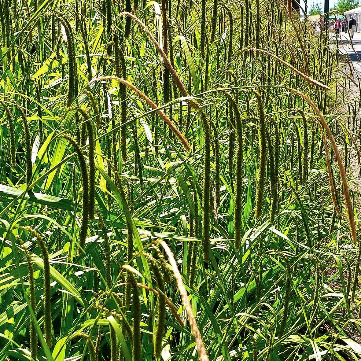 Riesen-Segge (Carex pendula)