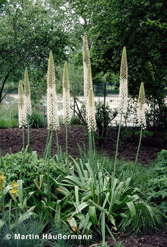 Riesen-Steppenkerze (Eremurus robustus)