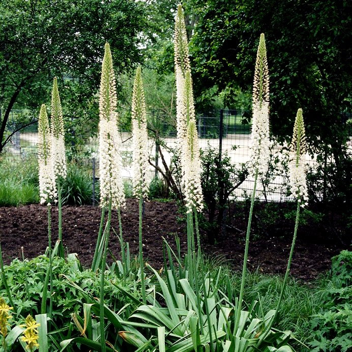 Riesen-Steppenkerze rosa (Eremurus robustus)
