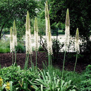 Riesen-Steppenkerze rosa (Eremurus robustus)