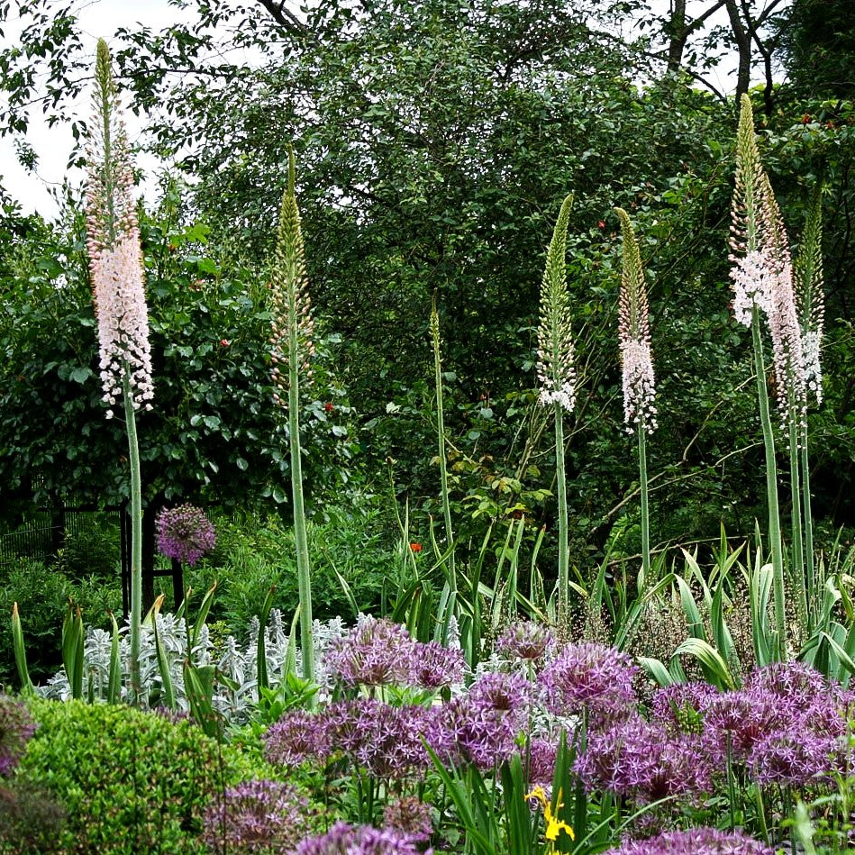 Riesen-Steppenkerze rosa (Eremurus robustus)