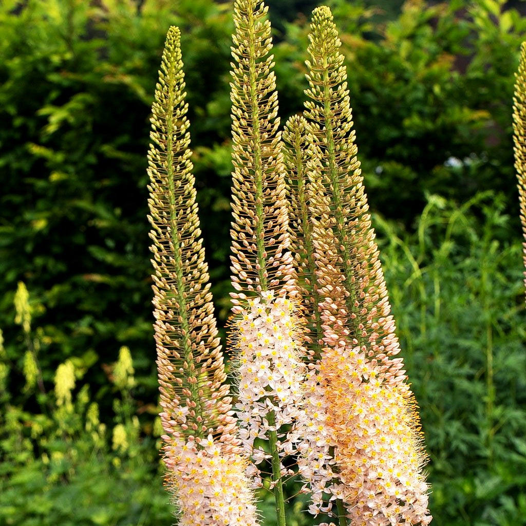 Riesen-Steppenkerze rosa (Eremurus robustus)