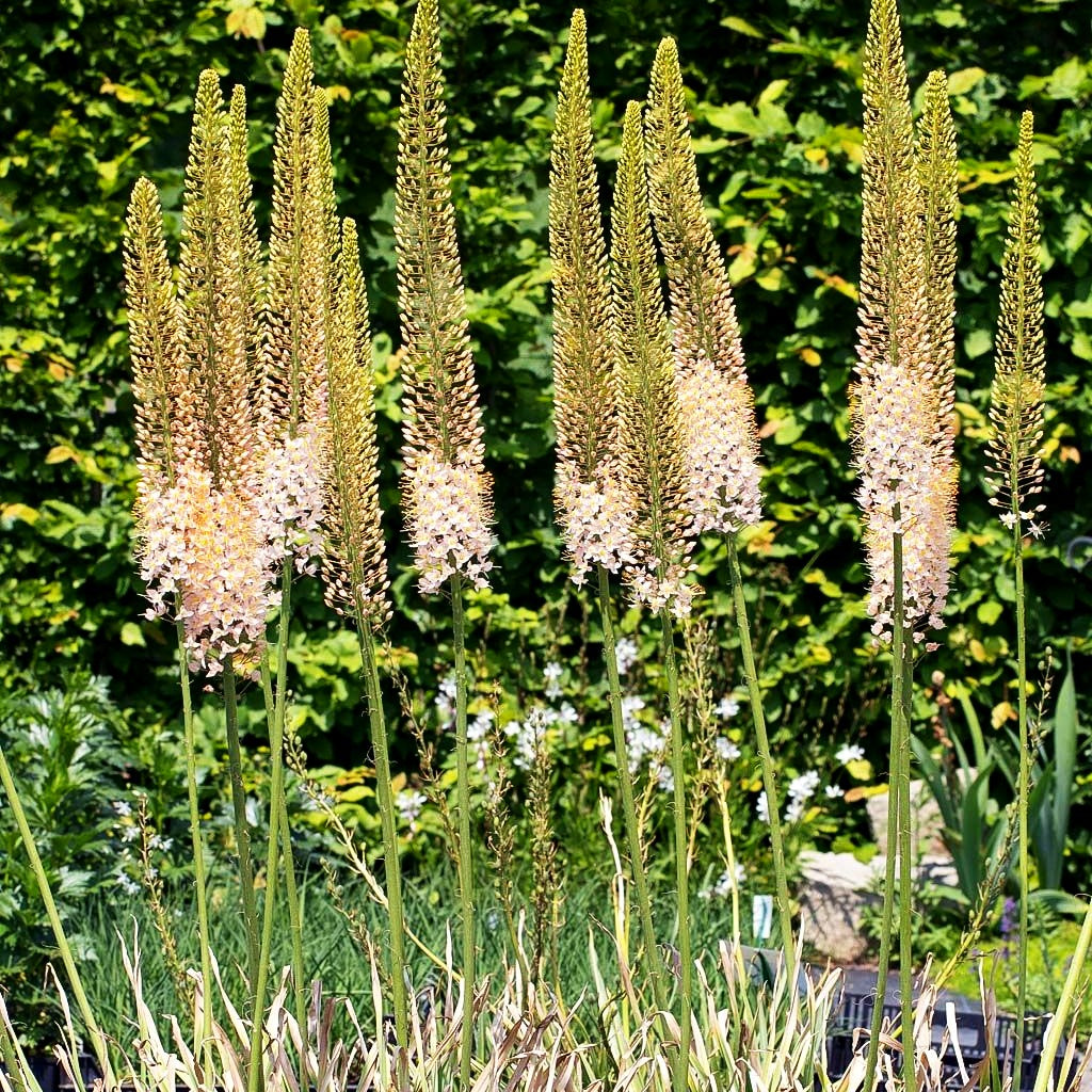 Riesen-Steppenkerze rosa (Eremurus robustus)
