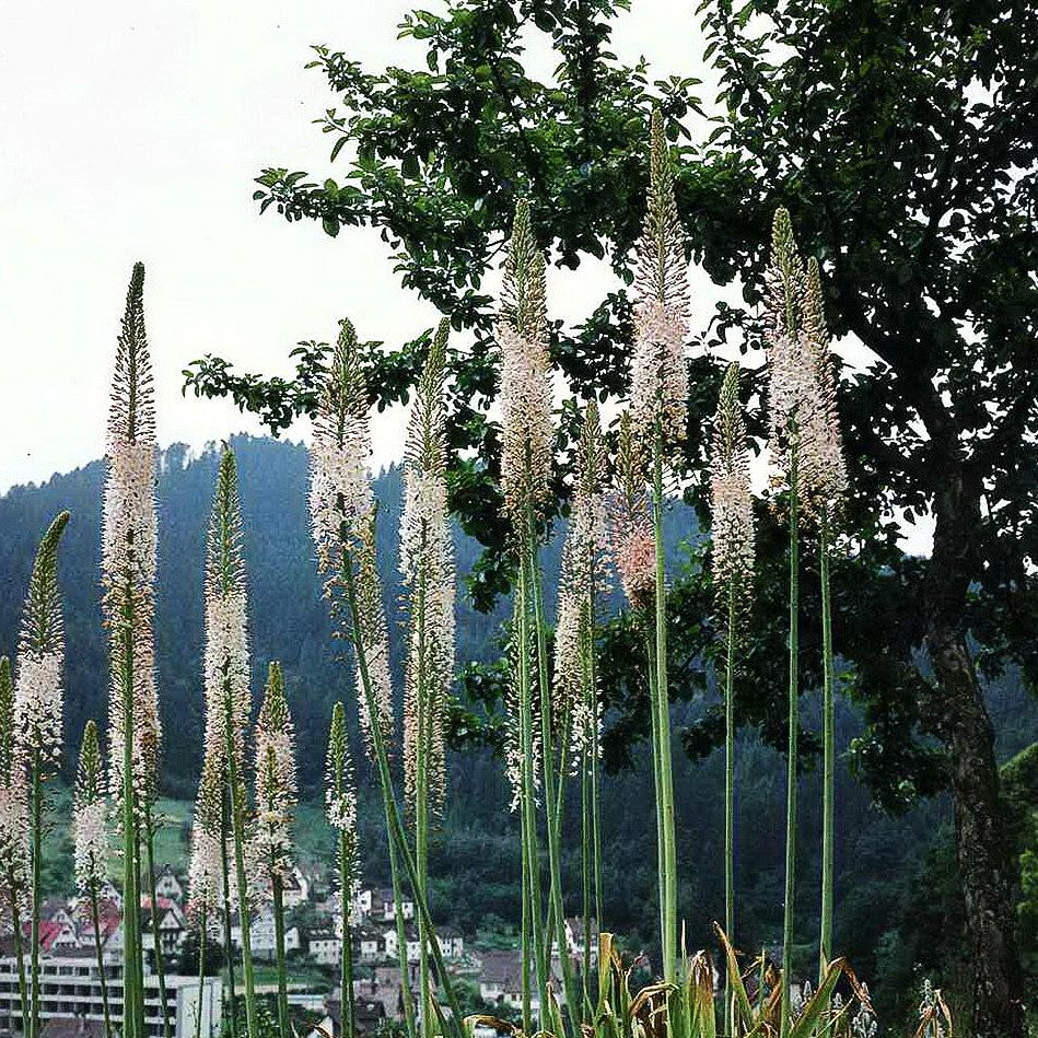 Riesen-Steppenkerze rosa (Eremurus robustus)