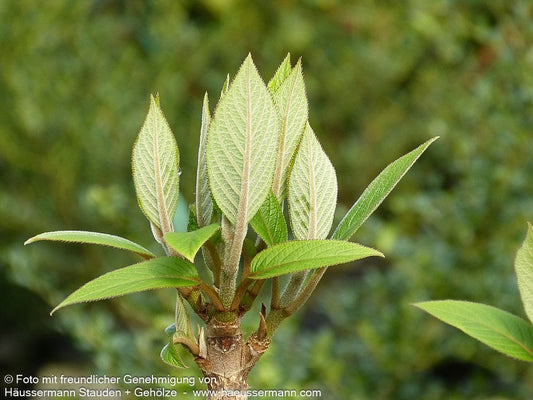 Riesenblatt-Hortensie 'Macrophylla' (Hydrangea aspera)