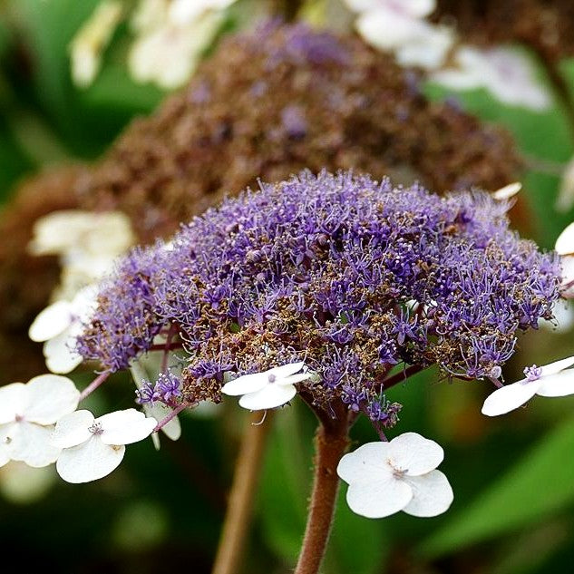 Riesenblatt-Hortensie 'Macrophylla' (Hydrangea aspera)