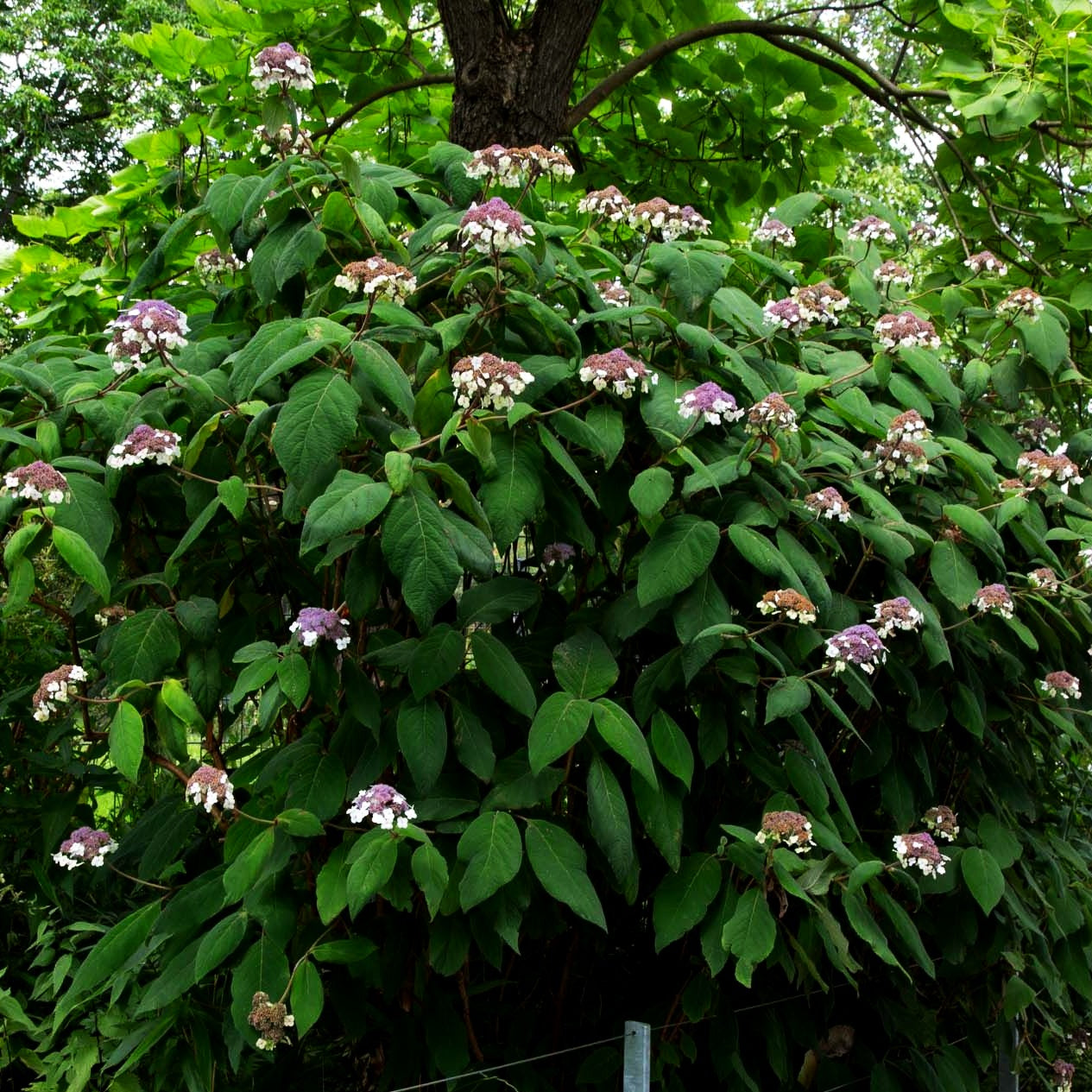 Riesenblatt-Hortensie 'Macrophylla' (Hydrangea aspera)
