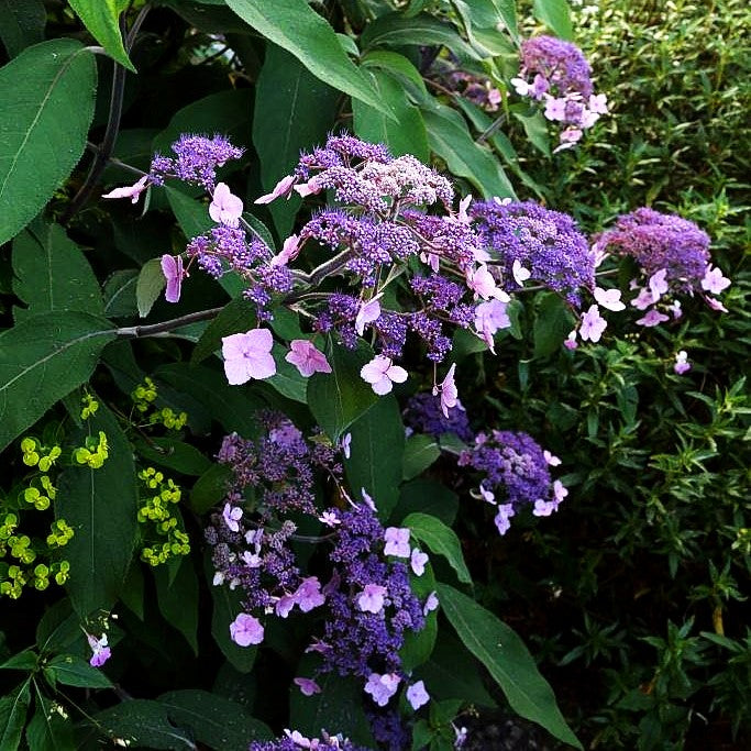 Riesenblatt-Hortensie 'Macrophylla' (Hydrangea aspera)