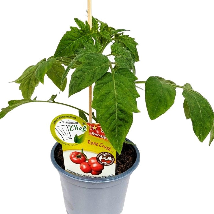 Riesentomate 'Rose Crush' (Tomate)