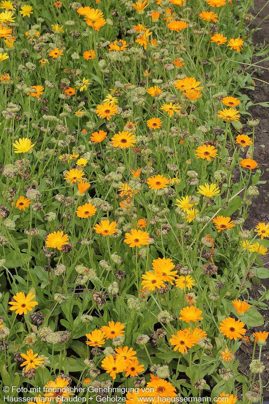 Ringelblume (Calendula officinalis)