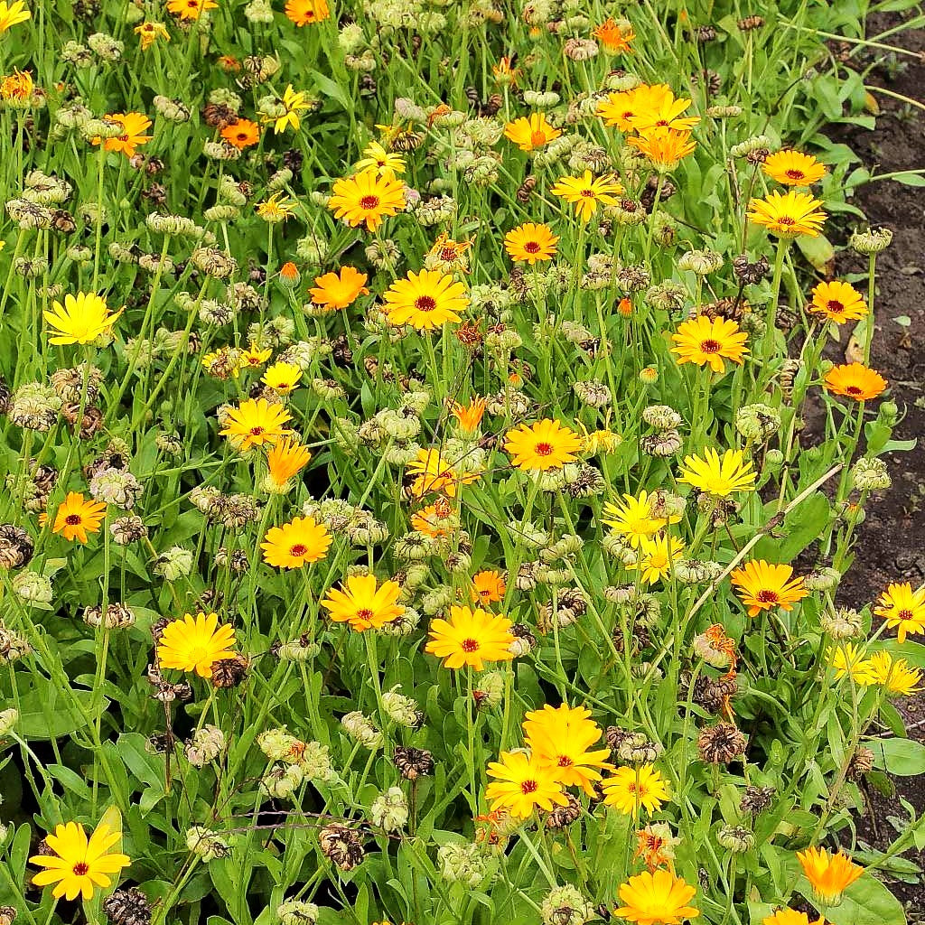 Ringelblume (Calendula officinalis)