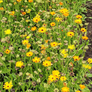 Ringelblume (Calendula officinalis)