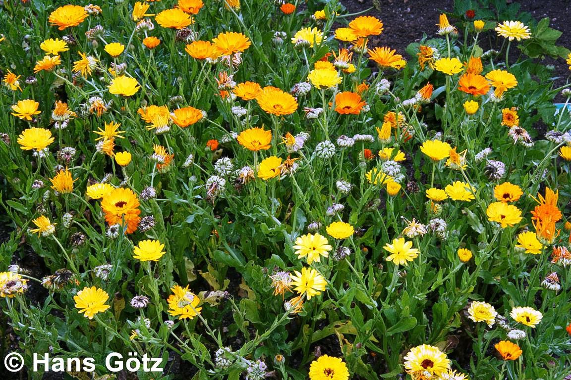 Ringelblume (Calendula officinalis)