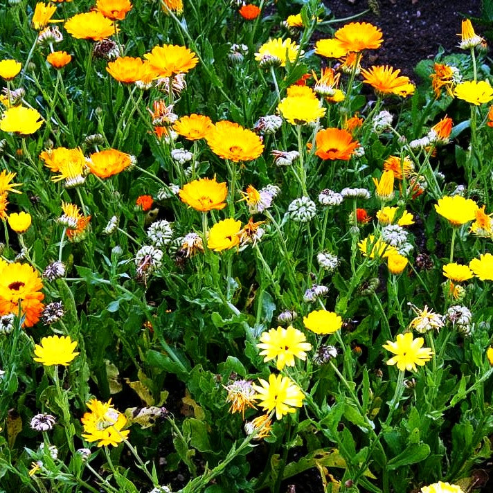 Ringelblume (Calendula officinalis)