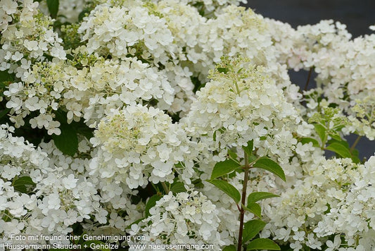 Rispen-Hortensie 'Bobo' (Hydrangea paniculata)