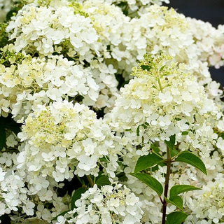 Rispen-Hortensie 'Bobo' (Hydrangea paniculata)