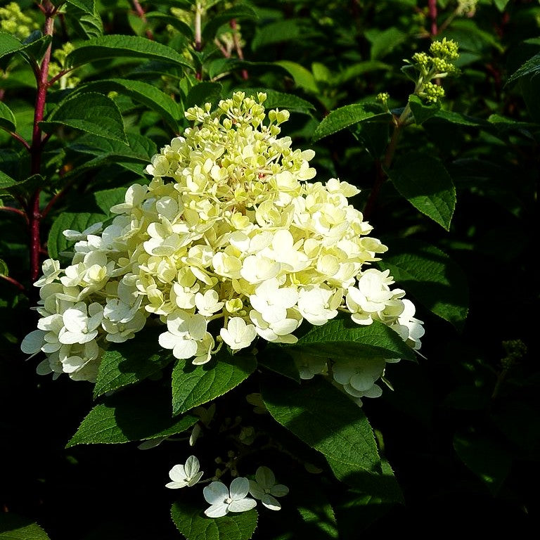 Rispen-Hortensie 'Bobo' (Hydrangea paniculata)
