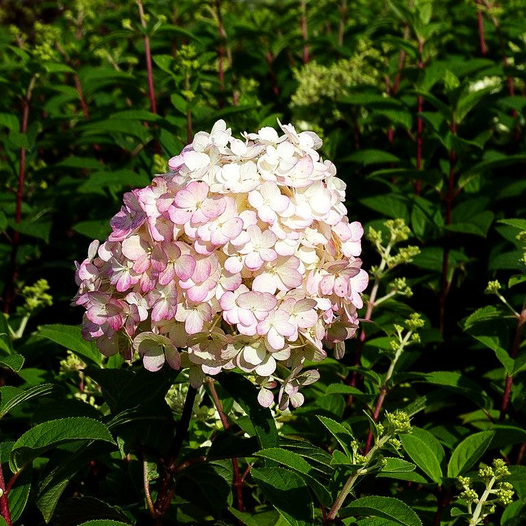 Rispen-Hortensie 'Bobo' (Hydrangea paniculata)
