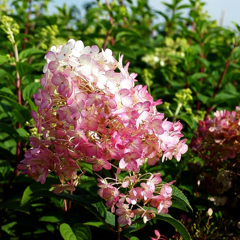 Rispen-Hortensie 'Bobo' (Hydrangea paniculata)