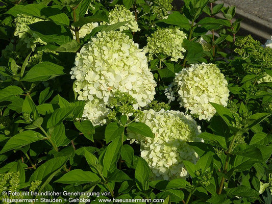 Rispen-Hortensie 'Bombshell' (Hydrangea paniculata)