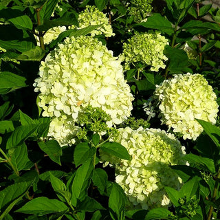 Rispen-Hortensie 'Bombshell' (Hydrangea paniculata)