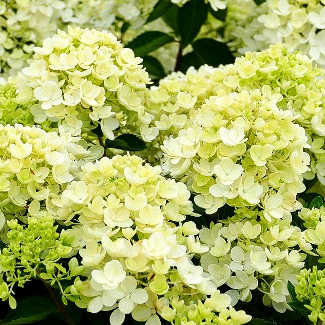 Rispen-Hortensie 'Bombshell' (Hydrangea paniculata)
