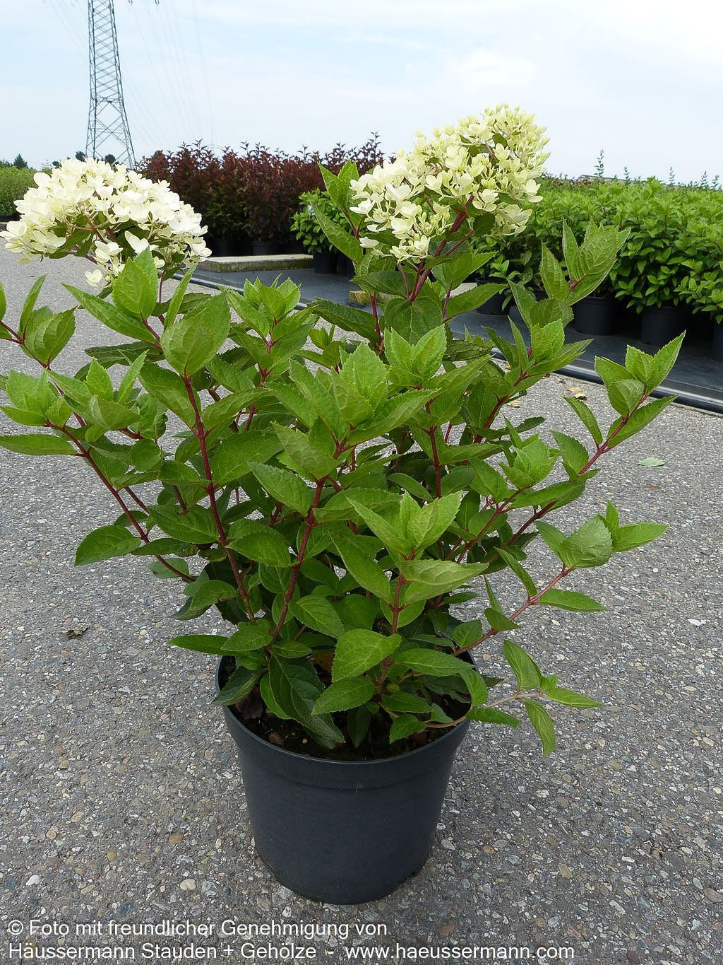 Rispen-Hortensie 'Bombshell' (Hydrangea paniculata)