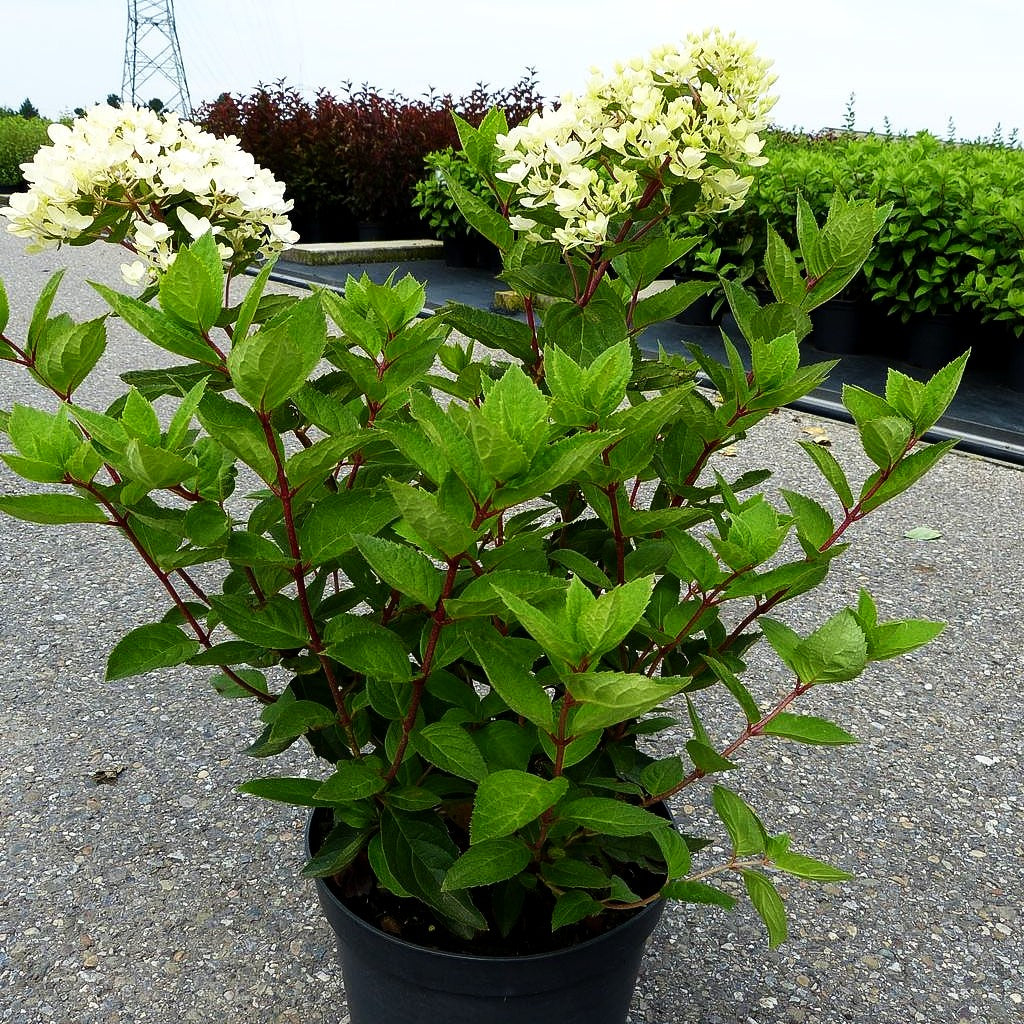 Rispen-Hortensie 'Bombshell' (Hydrangea paniculata)