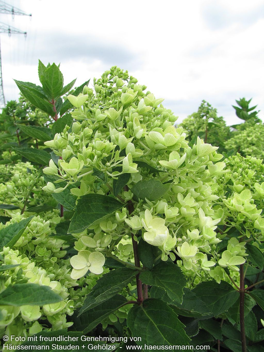 Rispen-Hortensie 'Bombshell' (Hydrangea paniculata)
